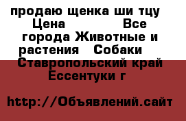 продаю щенка ши-тцу › Цена ­ 10 000 - Все города Животные и растения » Собаки   . Ставропольский край,Ессентуки г.